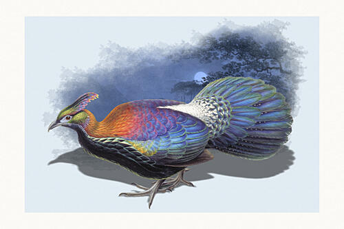 Iridescent Monal Night Bird Art Print