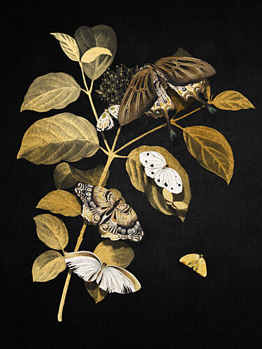 Elegant Gold Butterflies Gold Print