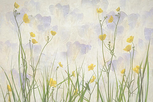 Crocuses Bloom Art Print