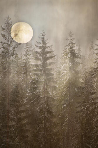Moonlit Winter Forest Art Print