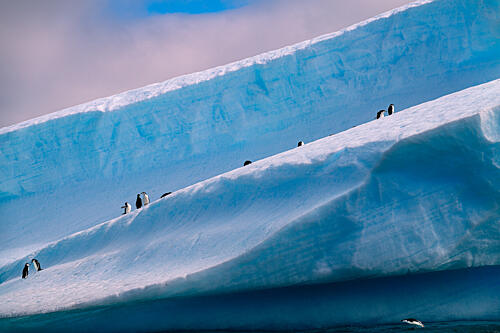 Penguins on Blue Ice Art Print by Wenjin Yu
