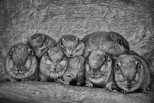 Resting Rock Hyraxes Art Print by Andrej Nagode