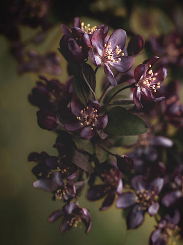 Deep Violet Blossoms Art Print