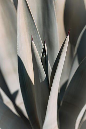 Agave Plant Spikes Art Print