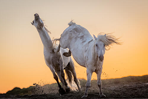 Wild Horses Golden Hour Art Print by Dirk Koster