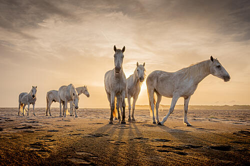 White Horses Golden Light Art Print by Dirk Koster