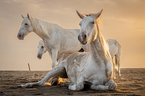 White Horses Golden Hour Art Print by Dirk Koster