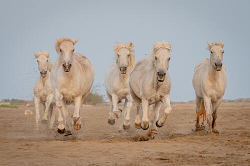 Wild White Horses Running Art Print by Dirk Koster