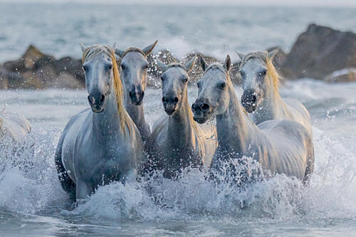 Wild White Horses Art Print by Dirk Koster