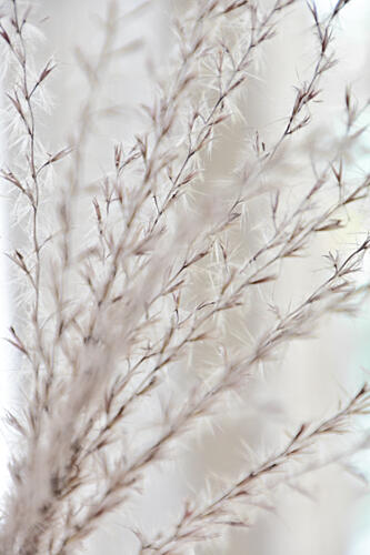 Soft Botanical Serenity Art Print