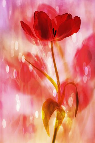 Dreamy Red Tulip Art Print by Hilda van der Lee
