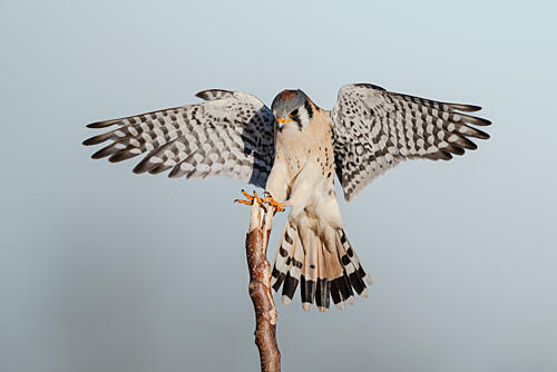 American Kestrel Spreading Wings Art Print