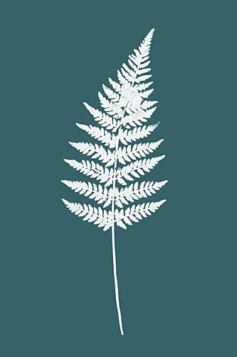 Elegant White Fern Art Print by Cartissi