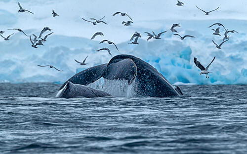 Wild Whale Arctic Waters Art Print
