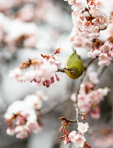 Green Bird Cherry Blossoms Art Print by Satoshi Sakai