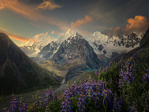 Lupine Mountain Sunset Gold Print