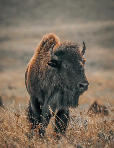Majestic American Bison Gold Print