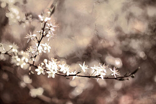 Delicate Branch Blooms Art Print