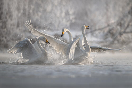 Splashing Winter Swans Art Print