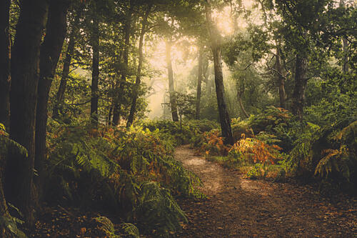 Enchanted Forest Path Art Print by Hilda van der Lee
