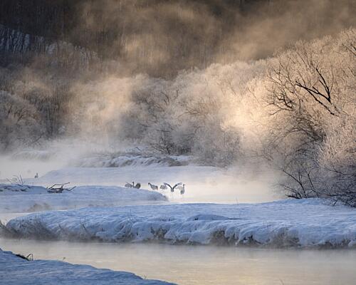 Red-crowned Cranes Winter Mist Art Print by Lujing