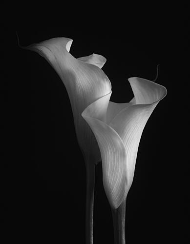 Elegant Calla Lilies Art Print
