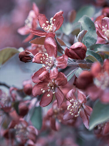 Dreamy Pink Blossoms Art Print