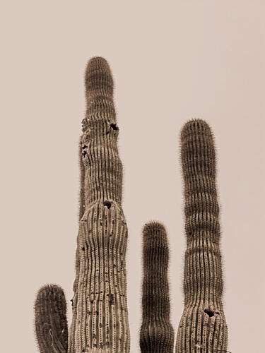 Tall Saguaro Cacti Art Print