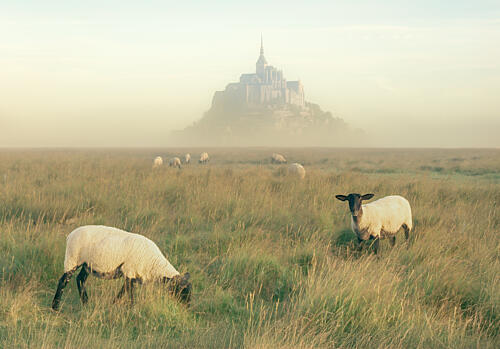 Mont Saint-Michel Sheep Fog Art Print by Sharon Kim