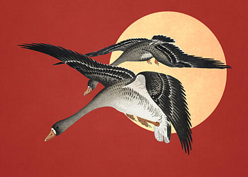 Red Sun Geese Flight Art Print