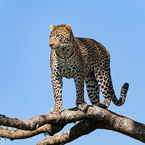 Majestic Leopard on Branch Art Print