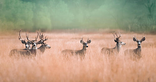 Deer in Tall Grass Gold Print