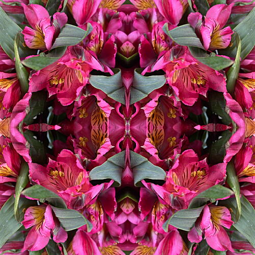 Pink Floral Symmetry Art Print by Patricia Pedraza Sanson