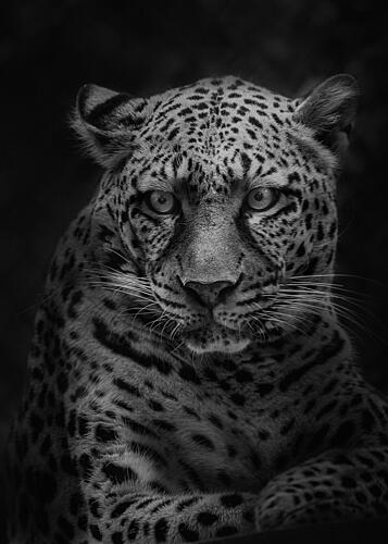 Leopards Intense Gaze Art Print