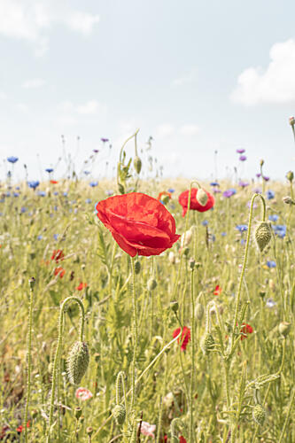 Red Poppy Meadow Art Print