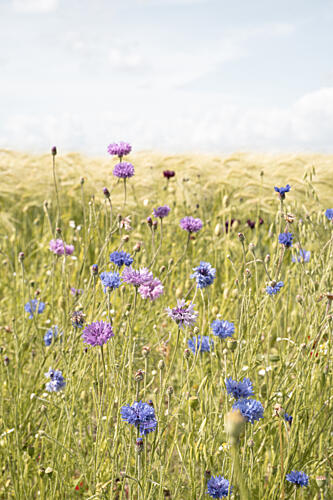 Vibrant Cornflower Field Art Print