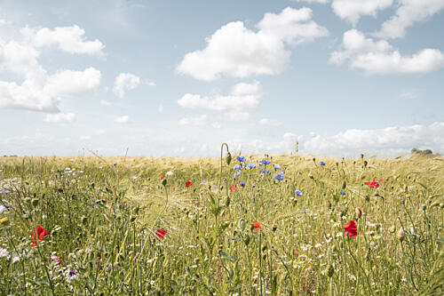 Summer Flower Field Gold Print