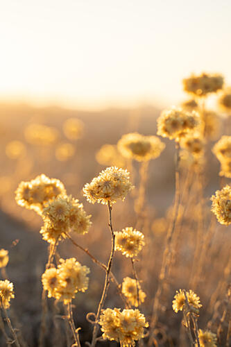 Sunlit Wildflowers Gold Print