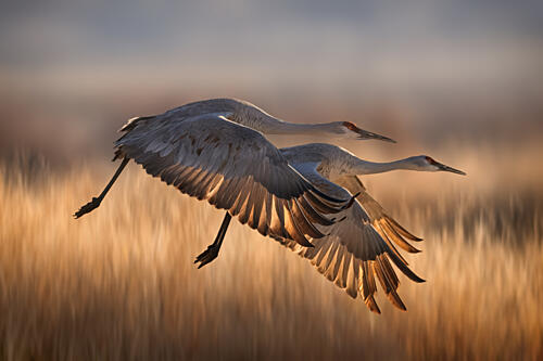 Cranes Golden Flight Gold Print