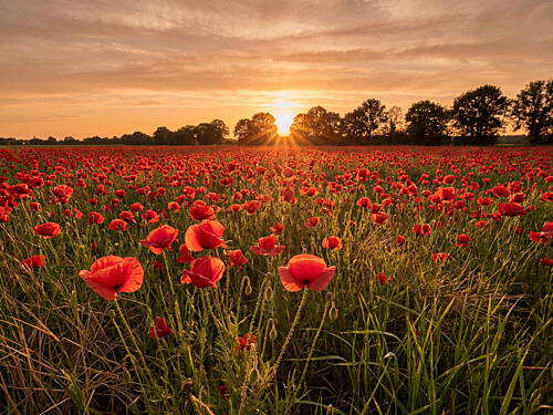 Sunset Poppy Field Gold Print