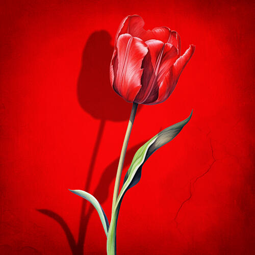 Bold Red Tulip Art Print