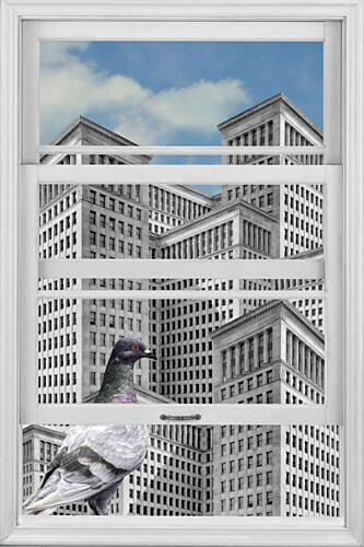 Pigeon City Gaze Art Print