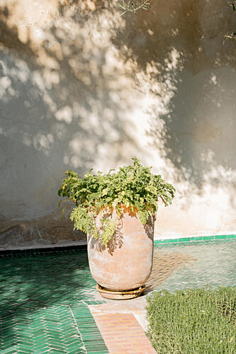 Sunlit Garden Plant Art Print