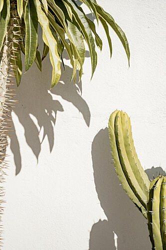Green Cactus Shadows Art Print