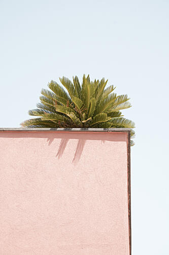 Tropical Pink Corner Art Print