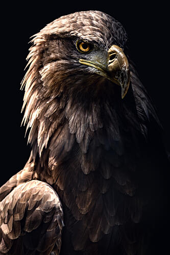 Majestic Eagle Portrait Art Print by Wooorry