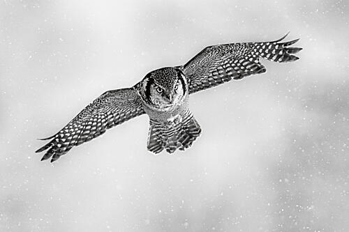 Flying Snow Owl Art Print