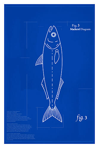 Mackerel Blueprint Diagram Art Print by Cartissi