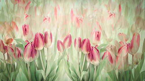 Dreamy Pink Tulips Art Print by Denis O Reilly