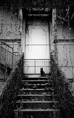 Black Cat Abandoned Stairs Art Print
